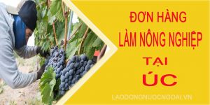 đơn hàng nông nghiệp úc