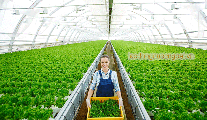 Don Nong Nghiep Trong Nha Kinh Hy Lap