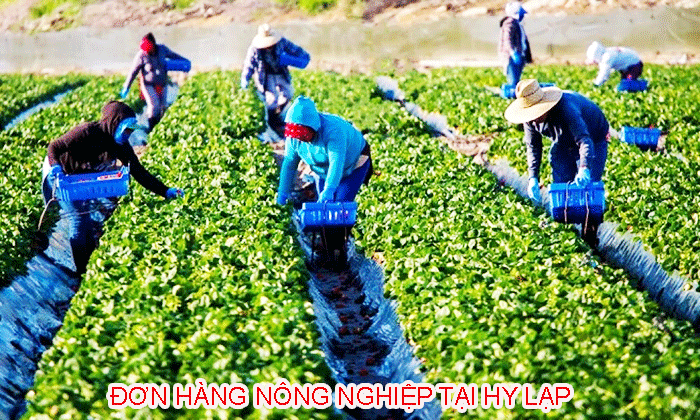 Lam Nong Nghiep Tai Hy Lap