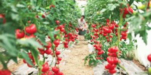 Nong Nghiep Don Hang Hai Ca Chua Hy Lap