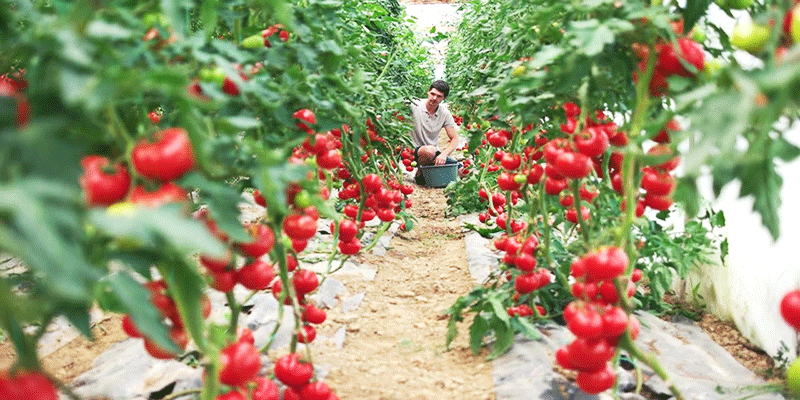 Nong Nghiep Don Hang Hai Ca Chua Hy Lap