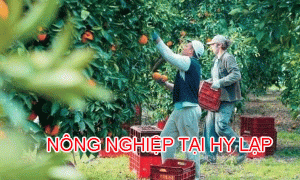 Nong Nghiep Hai Cam Tai Hy Lap