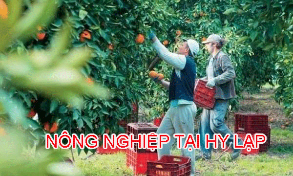LÀM NÔNG NGHIỆP Ở HY LẠP CÓ VẤT VẢ KHÔNG? SỰ THẬT CÔNG VIỆC NHƯ THẾ NÀO.