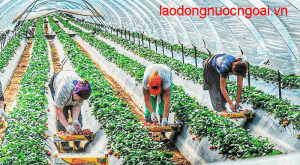 Nong Nghiep Hai Dau Tay Hy Lap