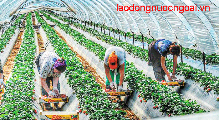 Nong Nghiep Hai Dau Tay Hy Lap