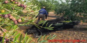 Nong Nghiep Hai O Luu Tai Hy Lap