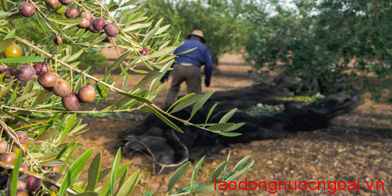 Nong Nghiep Hai O Luu Tai Hy Lap
